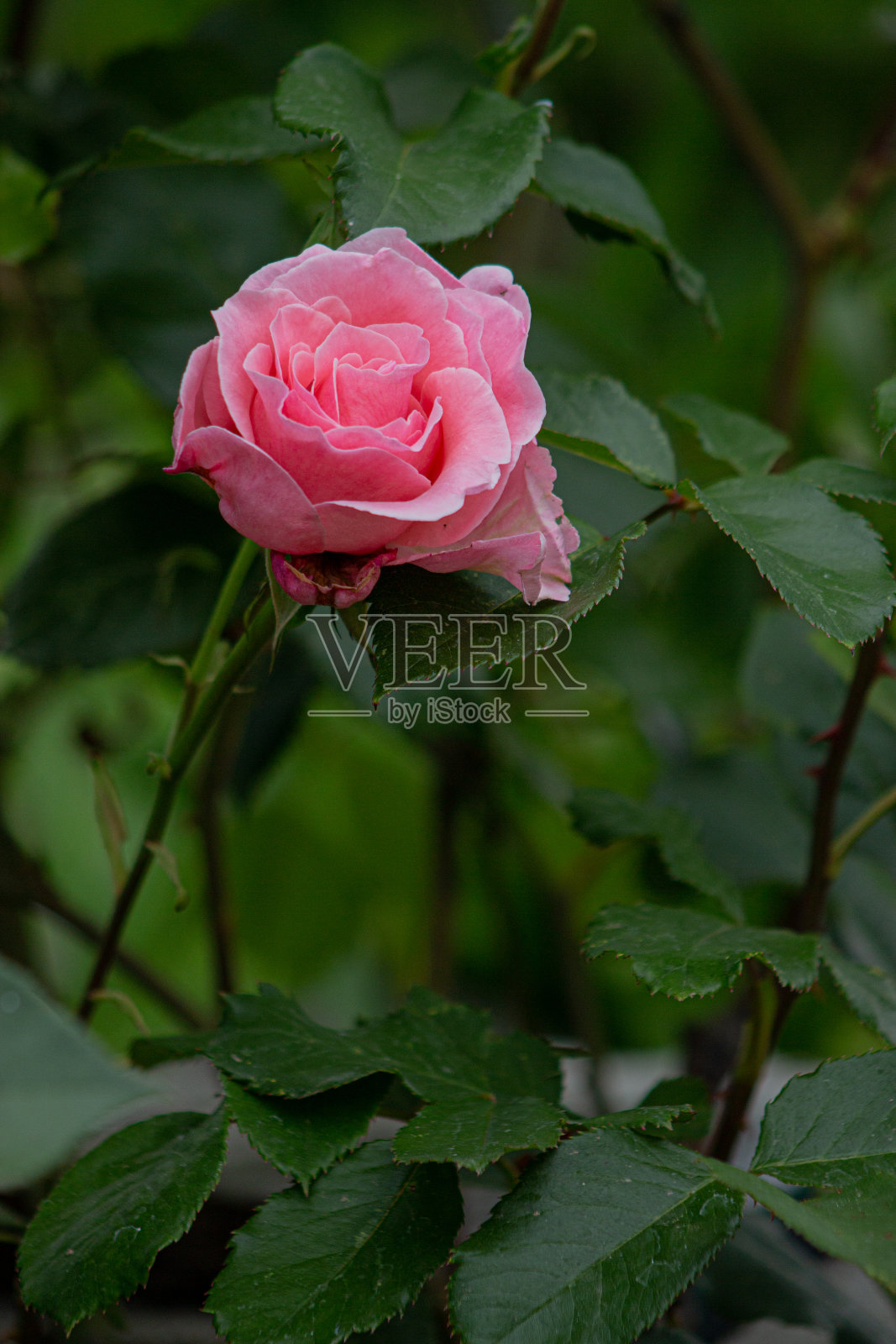 花园照片摄影图片