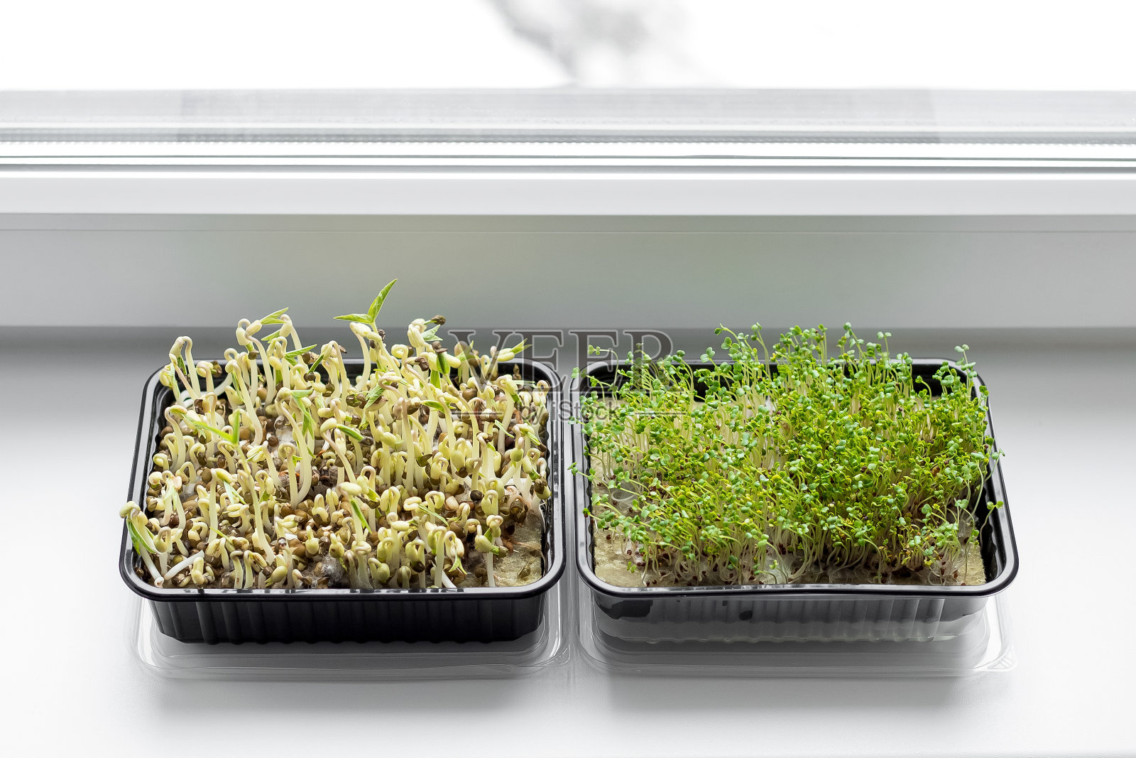 特写的西兰花和绿色微型绿色植物生长在一个塑料容器。健康有机植物，微绿色蔬菜沙拉，健康营养理念。照片摄影图片