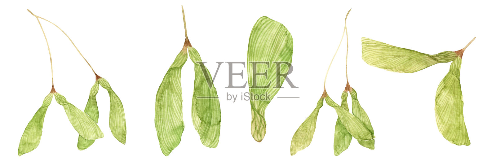 水彩套绿色枫树种子。孤立在白色背景。大自然。插画图片素材