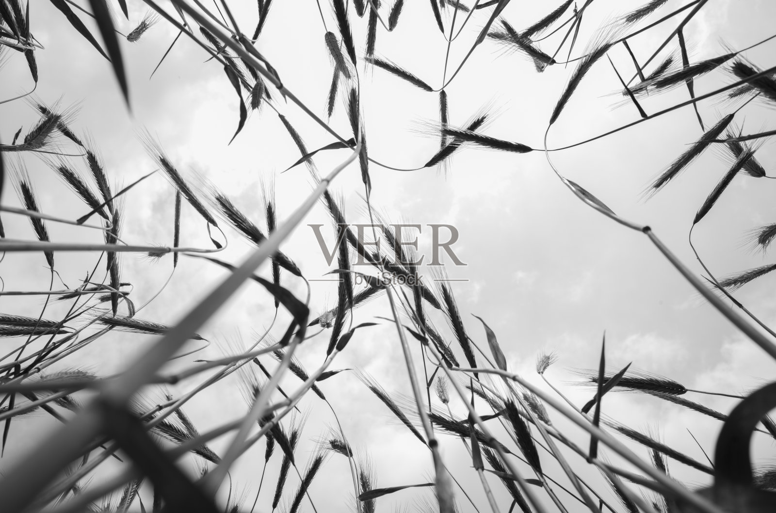 麦田照片摄影图片