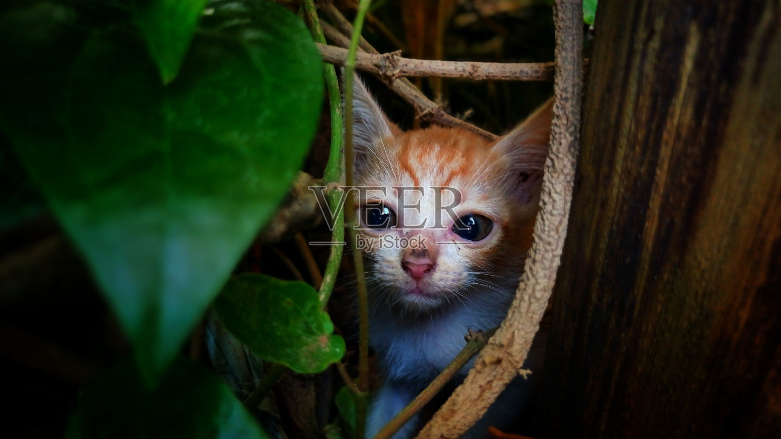 一只小猫照片摄影图片