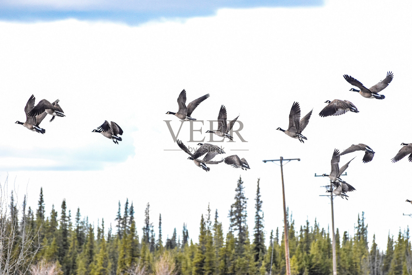 一群加拿大鹅在早春的天空中飞翔照片摄影图片