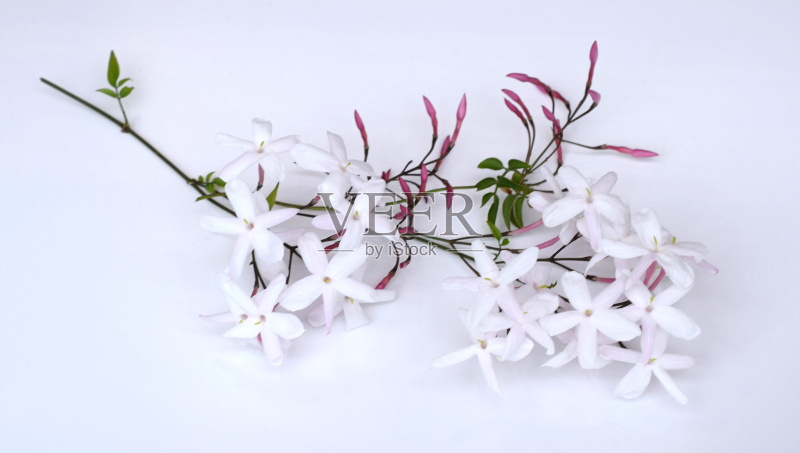 白色背景的茉莉花照片摄影图片