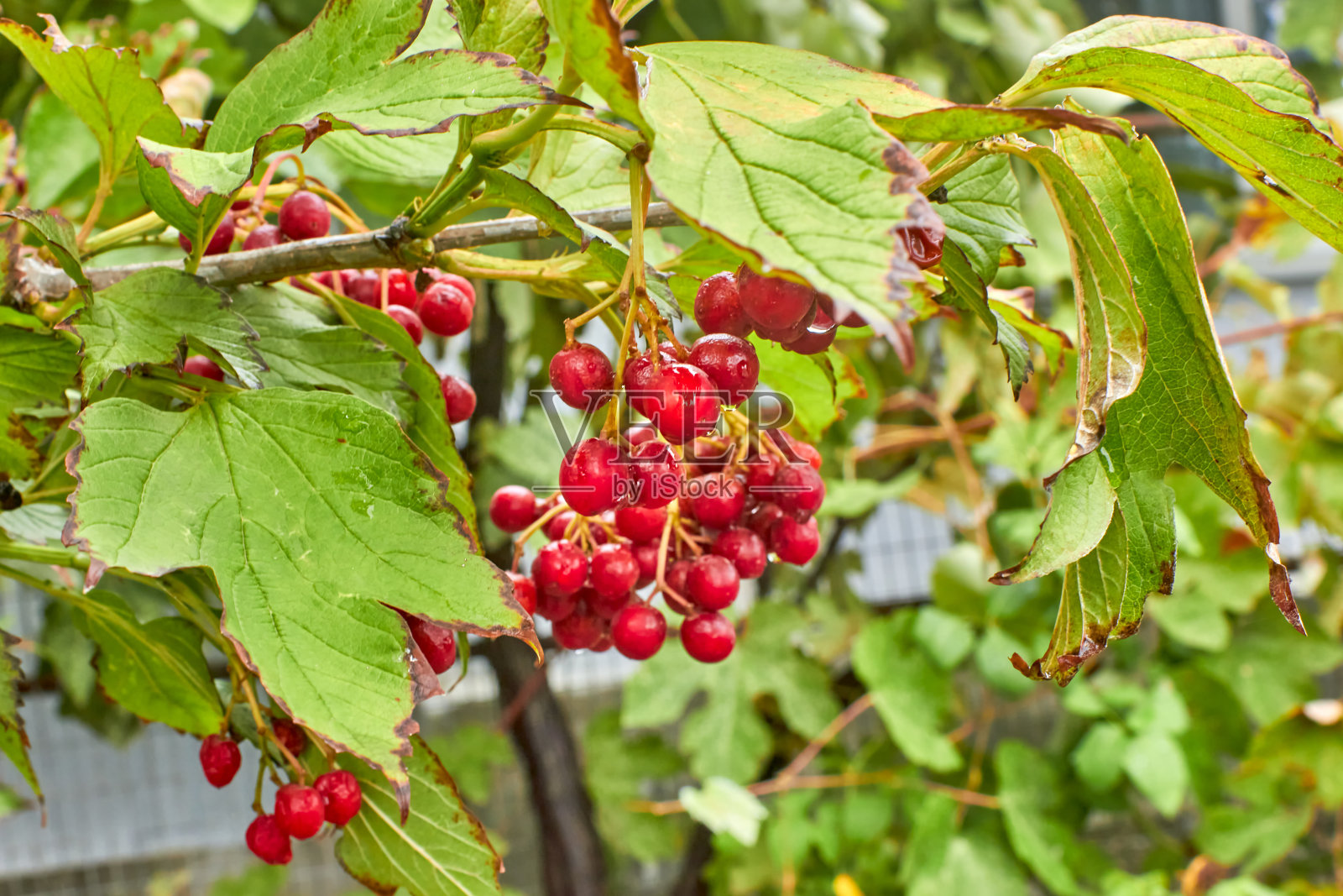 秋天的一场雨过后，树枝上挂着一串红色的五香荚蒾。照片摄影图片