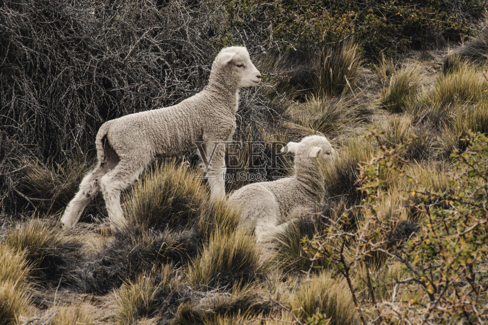 婴儿羊照片摄影图片