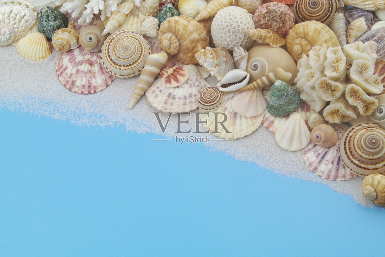 许多不同的贝壳，上面有蓝色的珊瑚。照片摄影图片