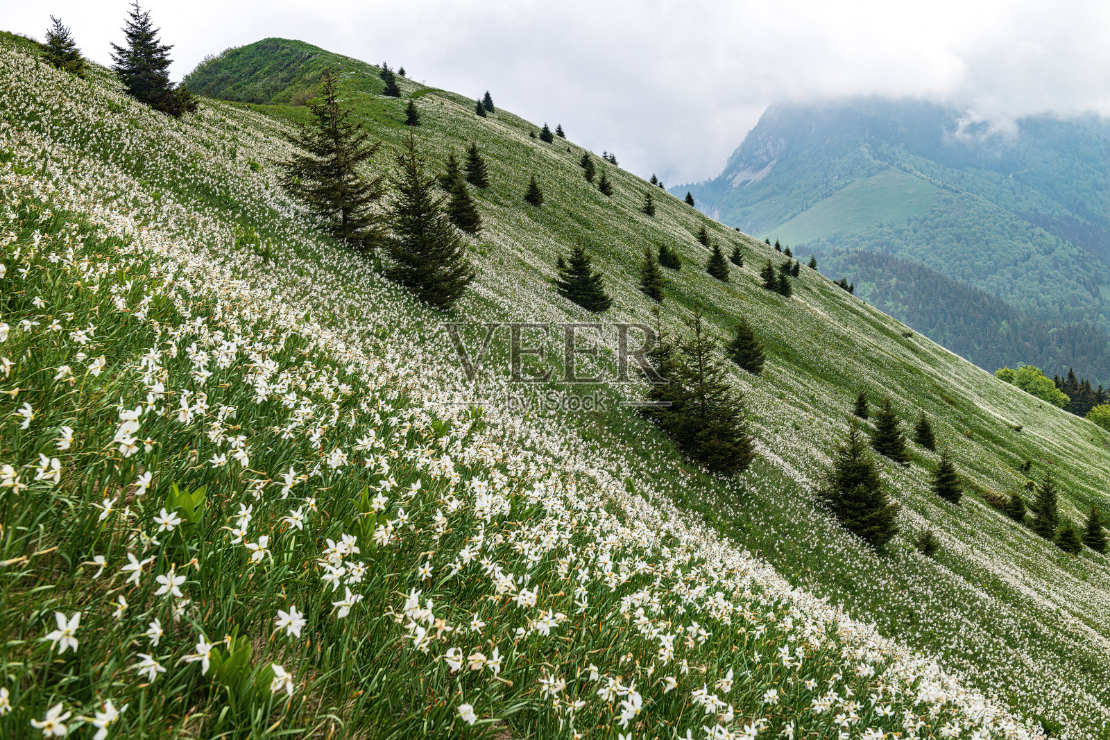 斯洛文尼亚朱利安阿尔卑斯，戈伦伊斯卡，盛开的水仙花照片摄影图片
