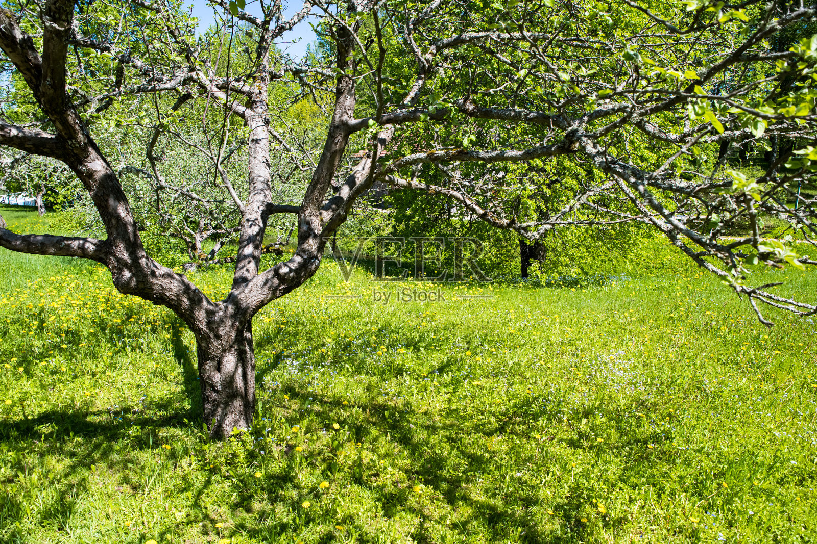 亚历山大Sergeevich普希金照片摄影图片