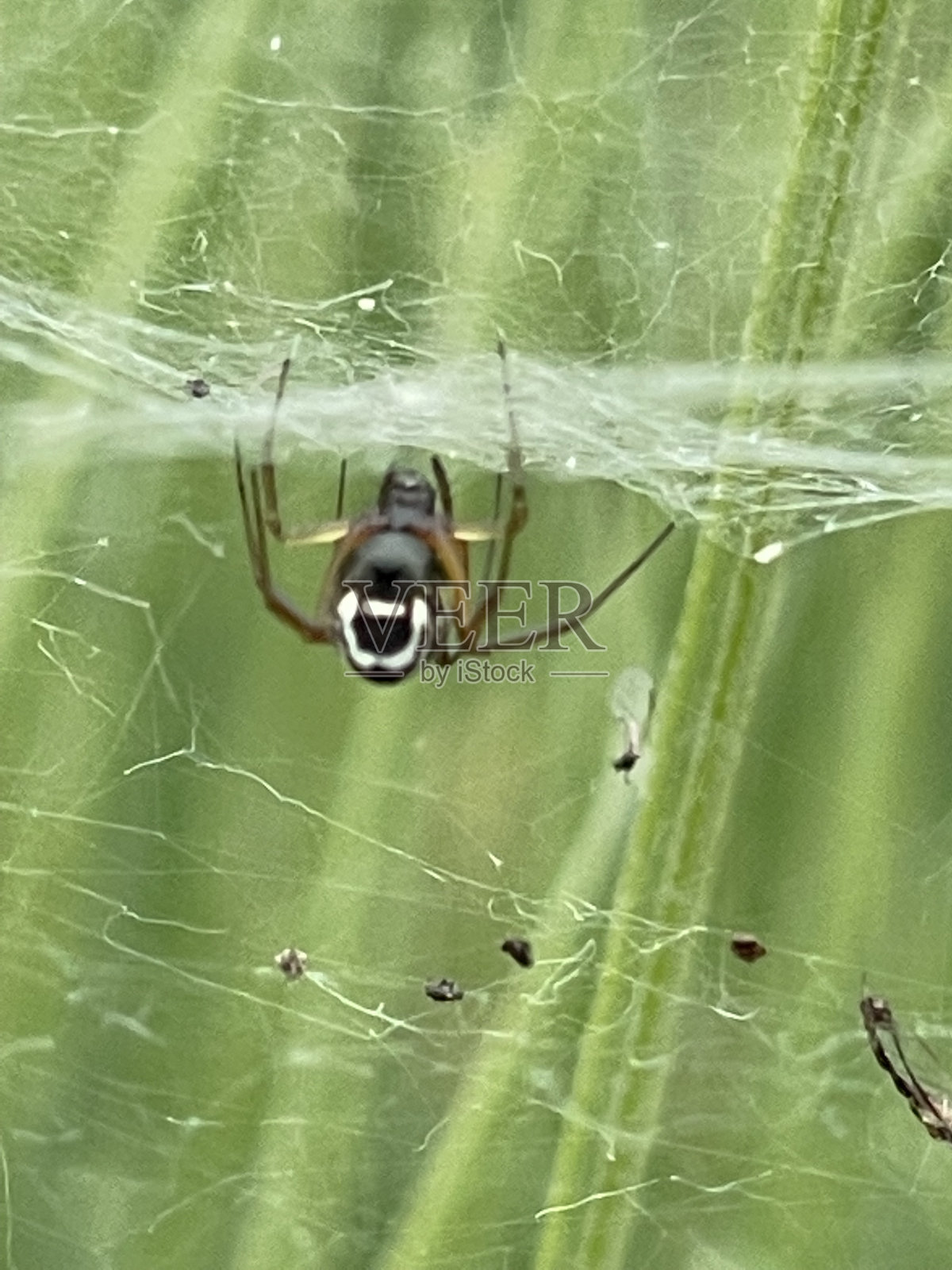 蜘蛛网里的蜘蛛照片摄影图片