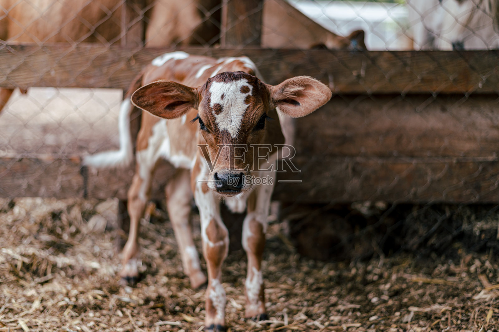 一头棕色的小牛在马厩中间看着镜头照片摄影图片