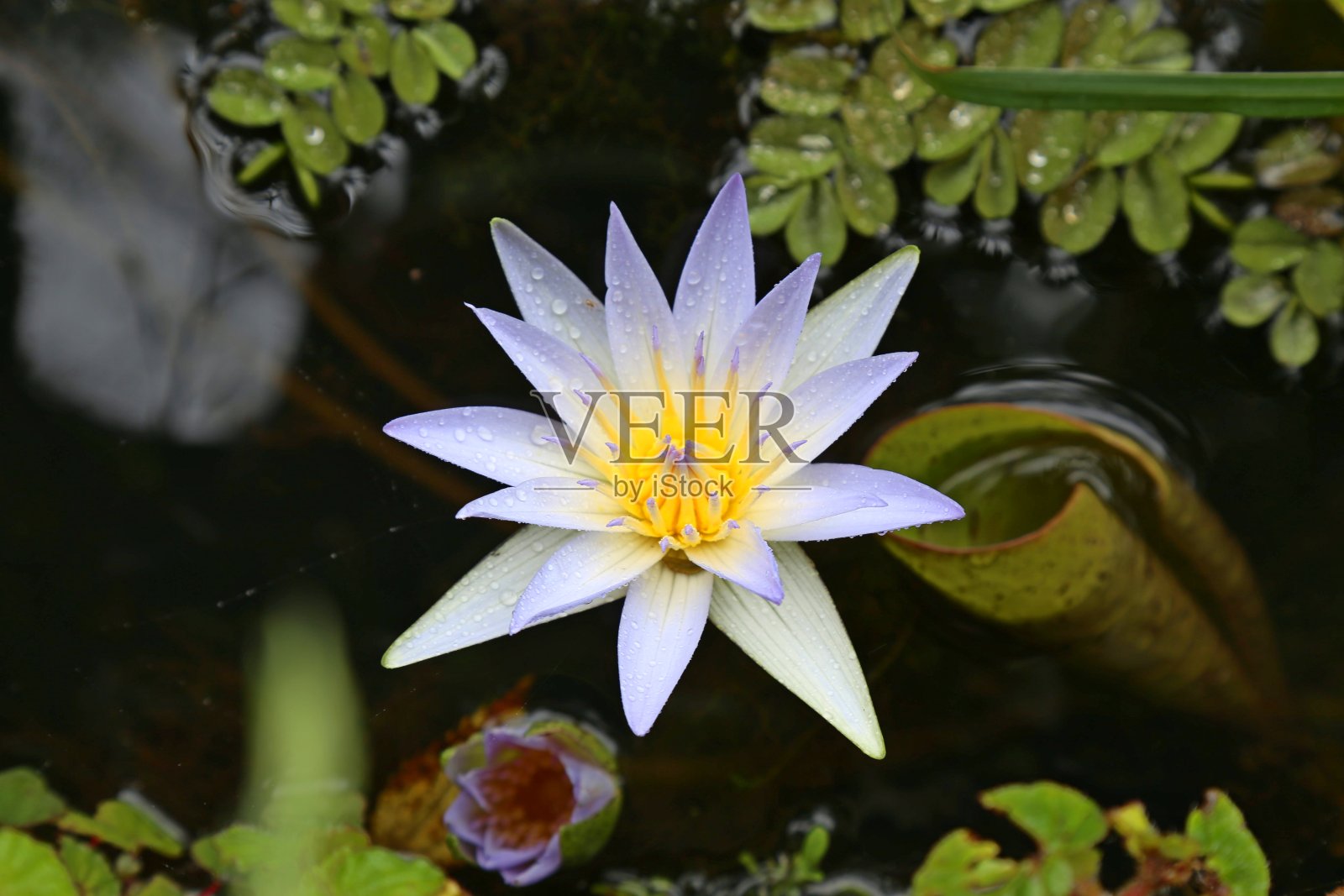 淡黄色和白色的睡莲盛开，池塘与水和绿叶植物覆盖的水。照片摄影图片