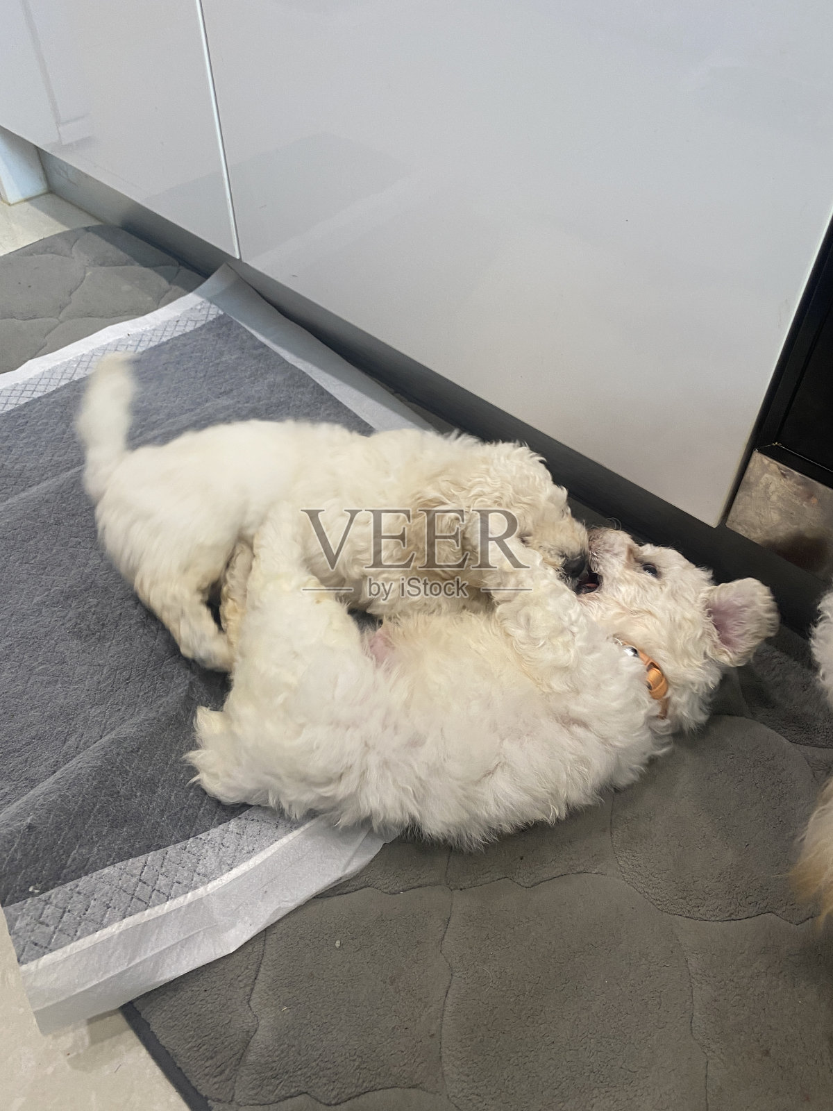 两只白色的狮子狗狗在玩耍和打架照片摄影图片