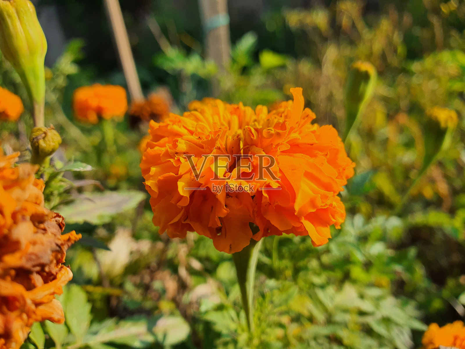 花园中的花朵照片摄影图片