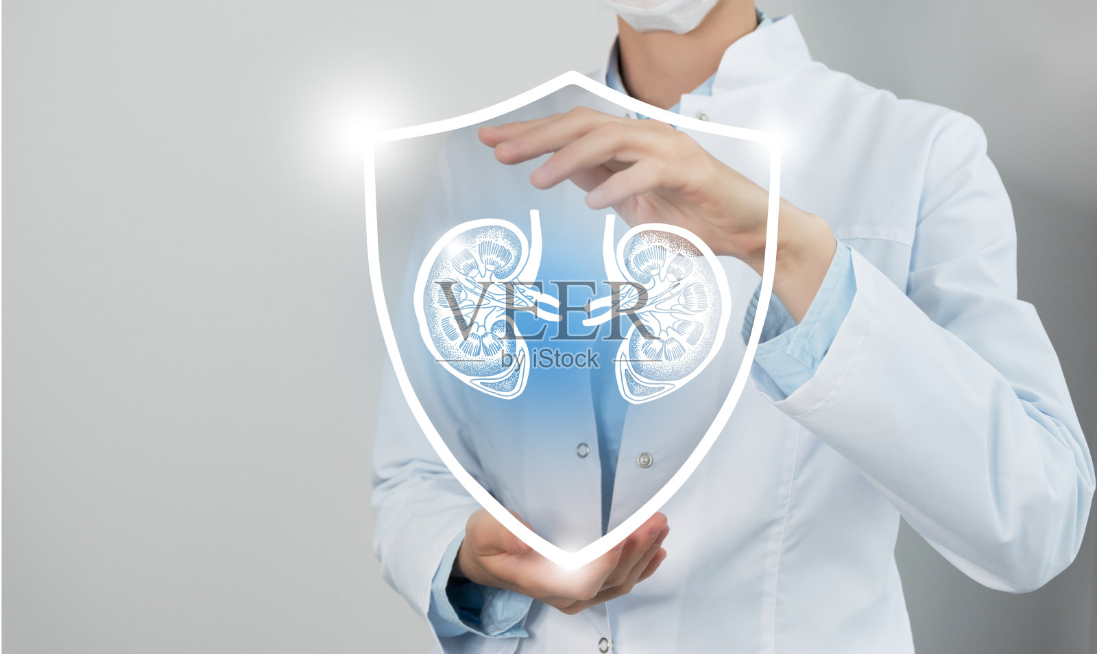 无法辨认的女医生手持盾牌和图形虚拟可视化肾脏器官在手中。照片摄影图片