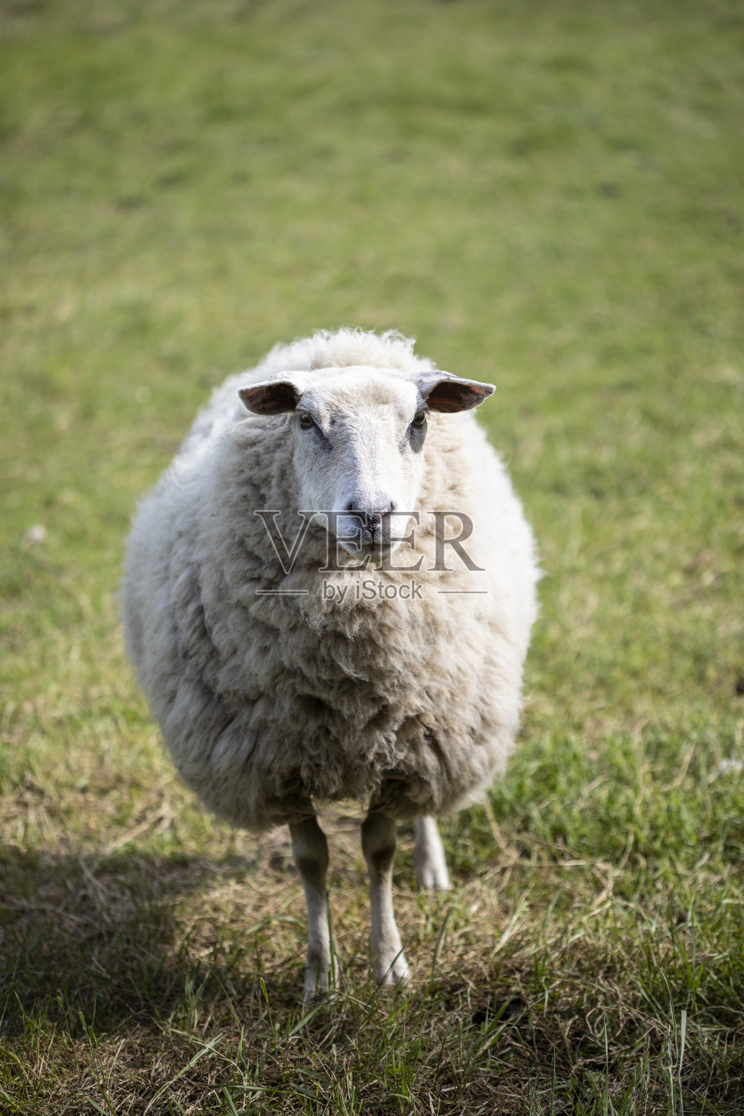 羊照片摄影图片