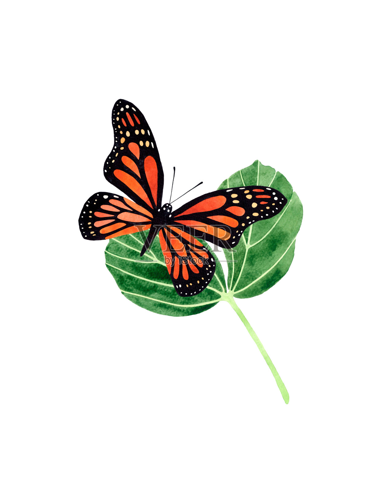 水彩君主蝴蝶在叶子上的俯视图构图。白色背景上的孤立插图。插画图片素材