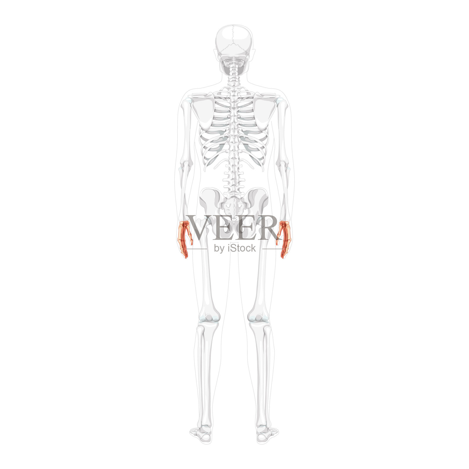 人背部分透明骨位的后背视图。解剖学上正确的手腕。3D现实平面自然颜色概念矢量插图孤立插画图片素材