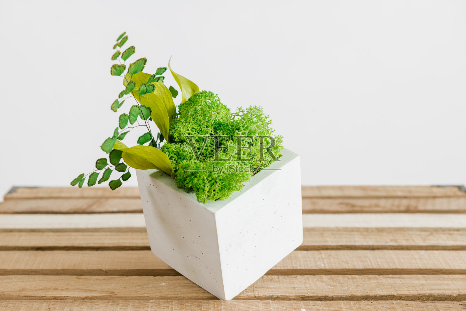 冰岛稳定苔藓白色混凝土上的木材和白色背景照片摄影图片