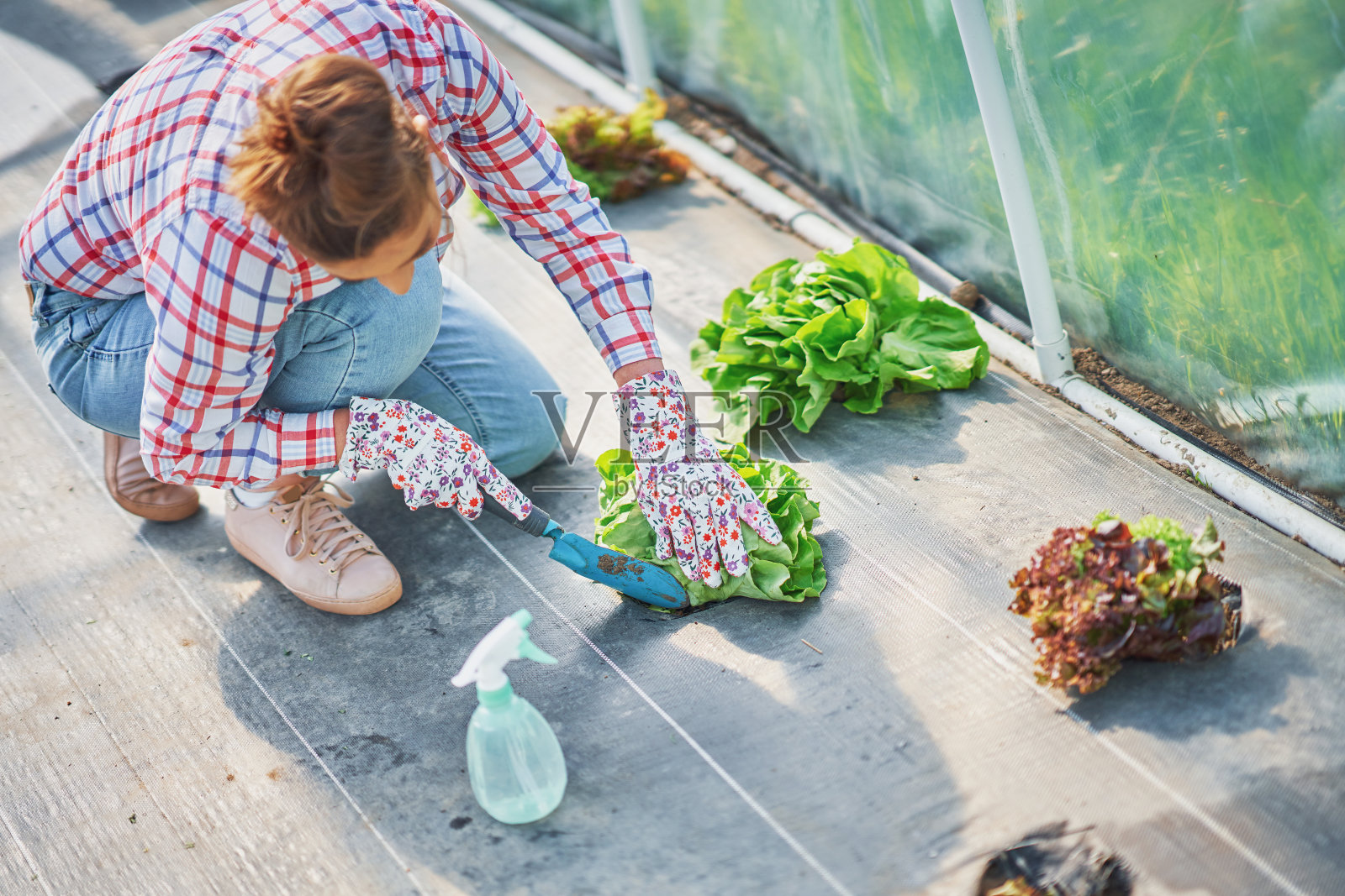 年轻的女园丁在温室里种植莴苣照片摄影图片