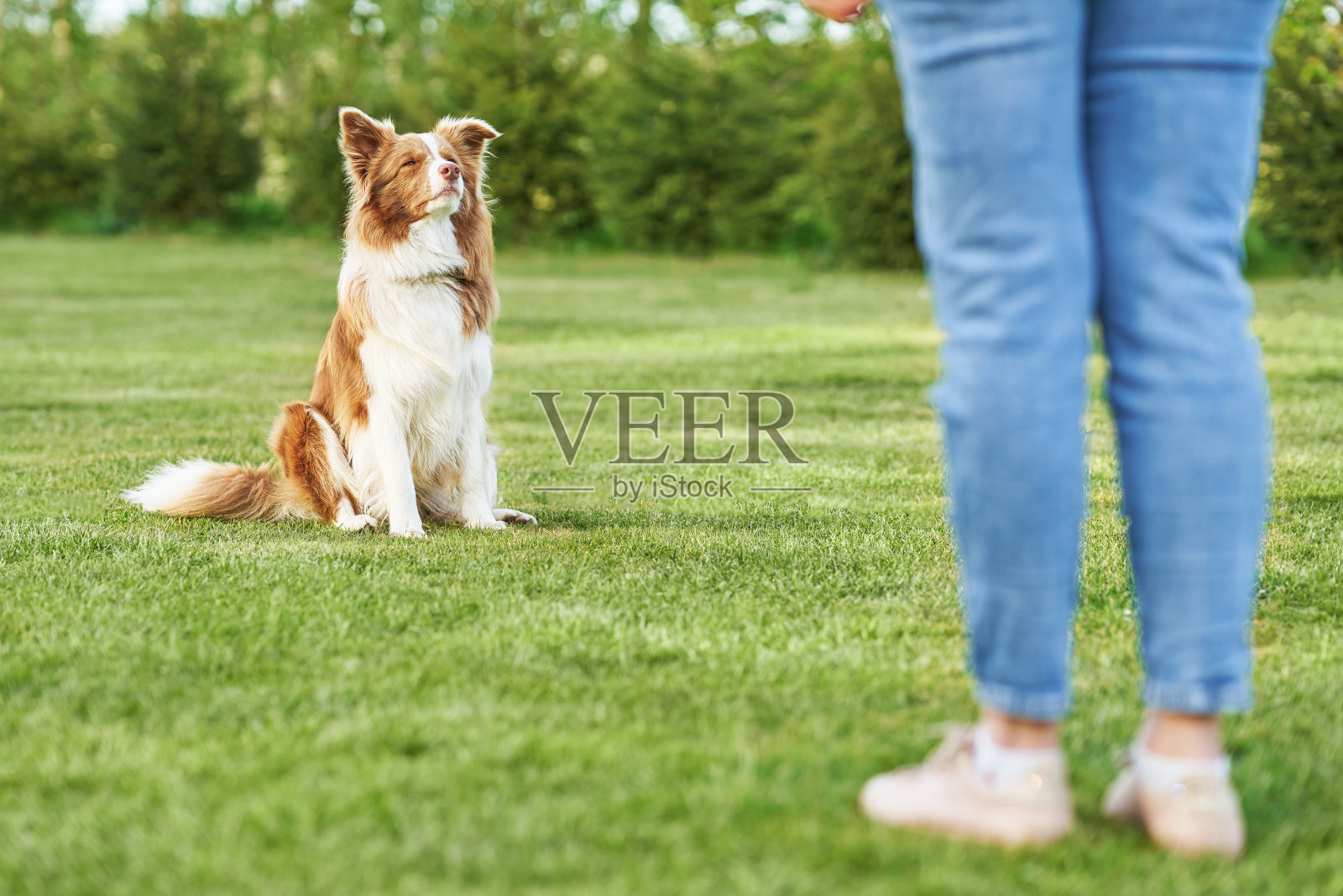 巧克力白色边境牧羊犬与女主人照片摄影图片