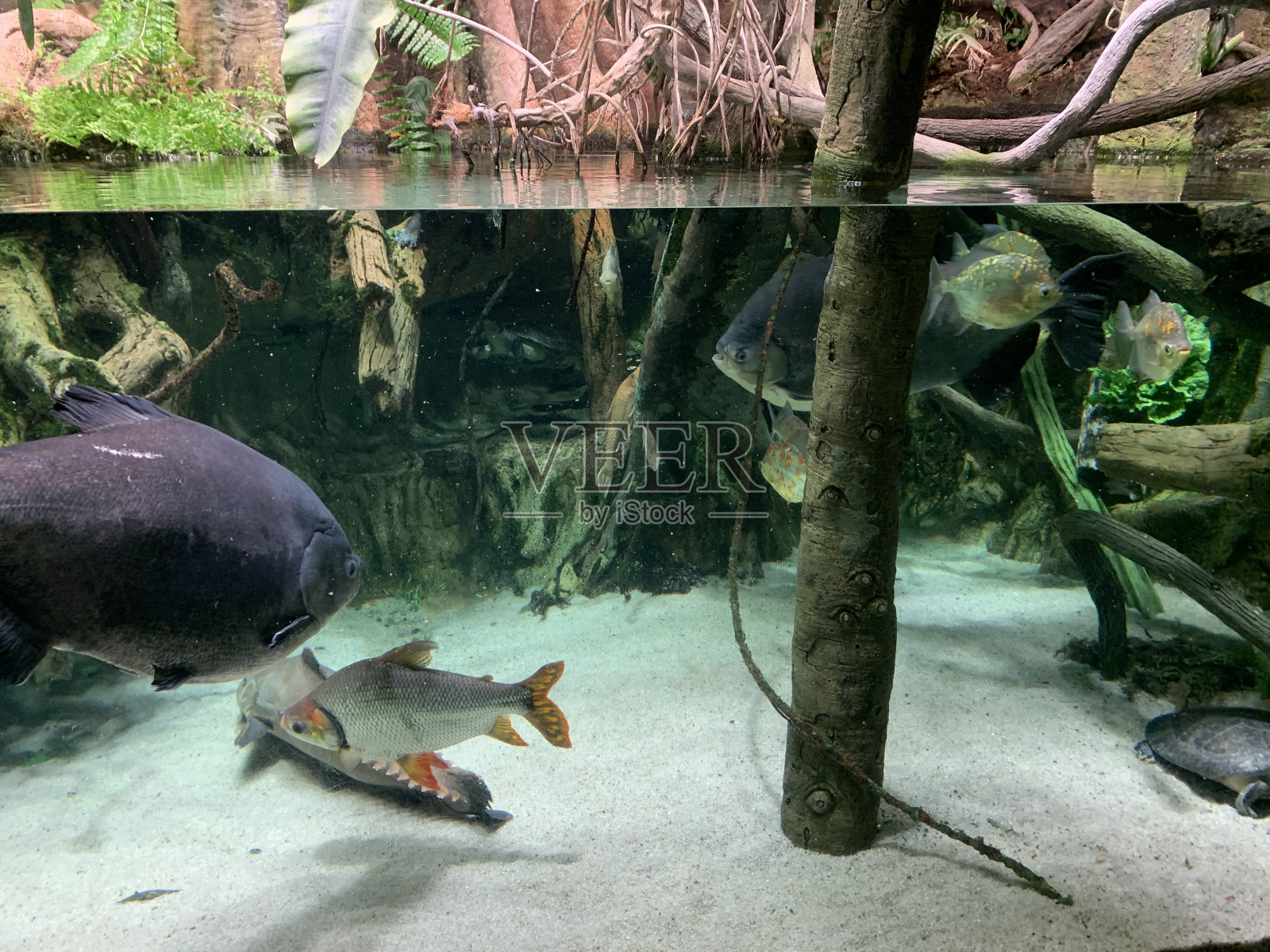 各种各样的大型鱼类照片摄影图片