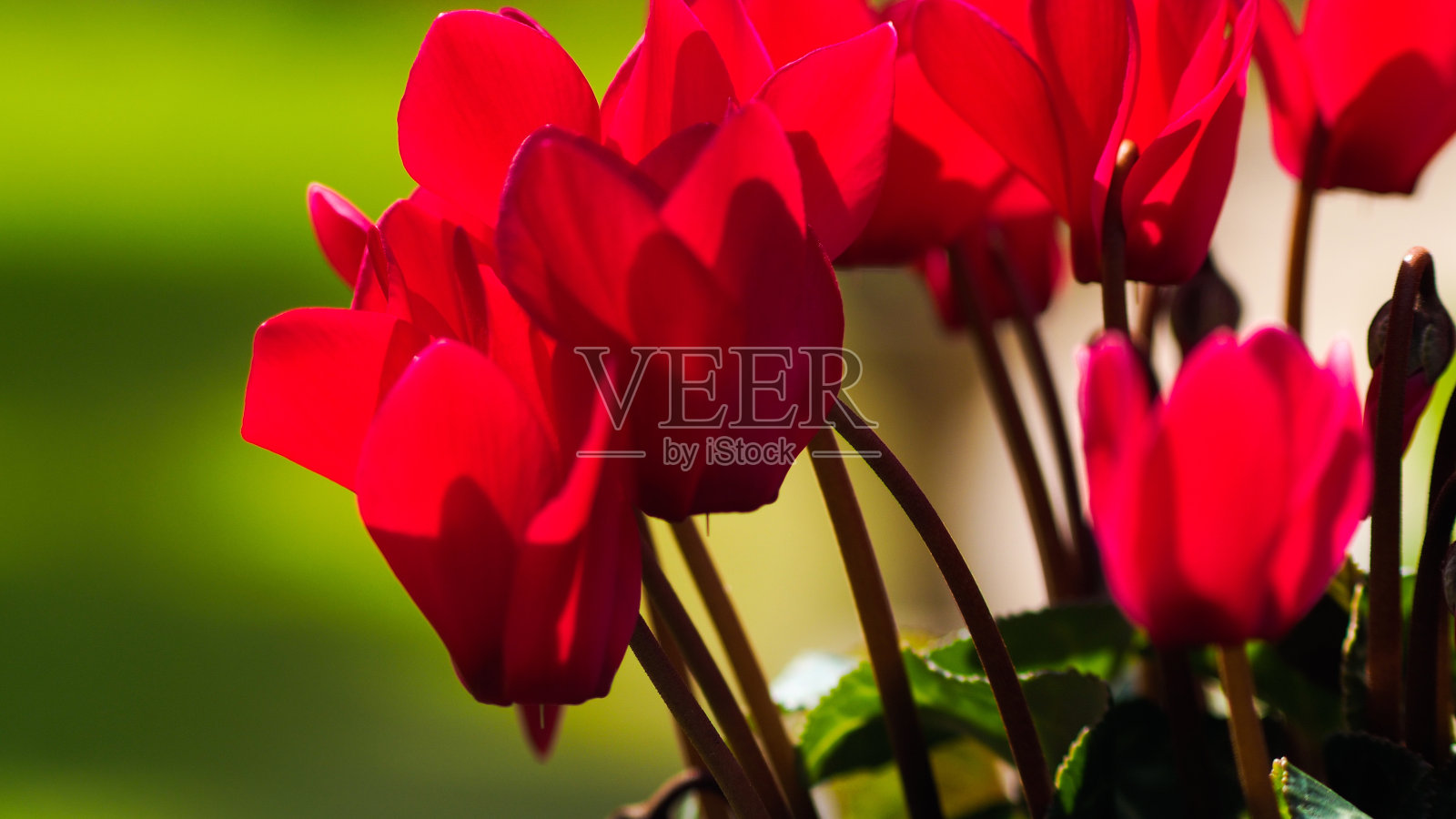 花园里的花的画像照片摄影图片