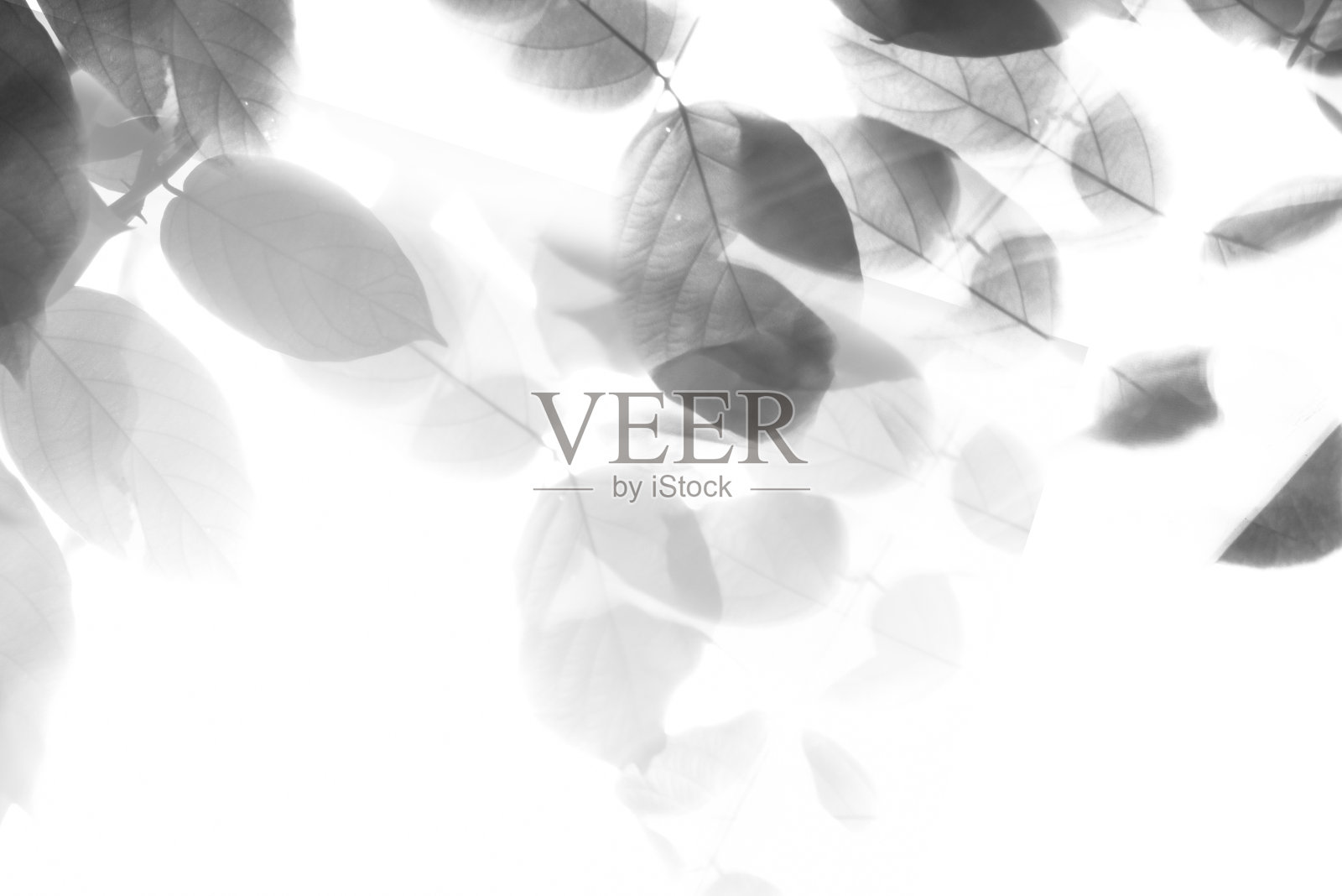 柔软模糊的阴影的叶子在白色的背景照片摄影图片