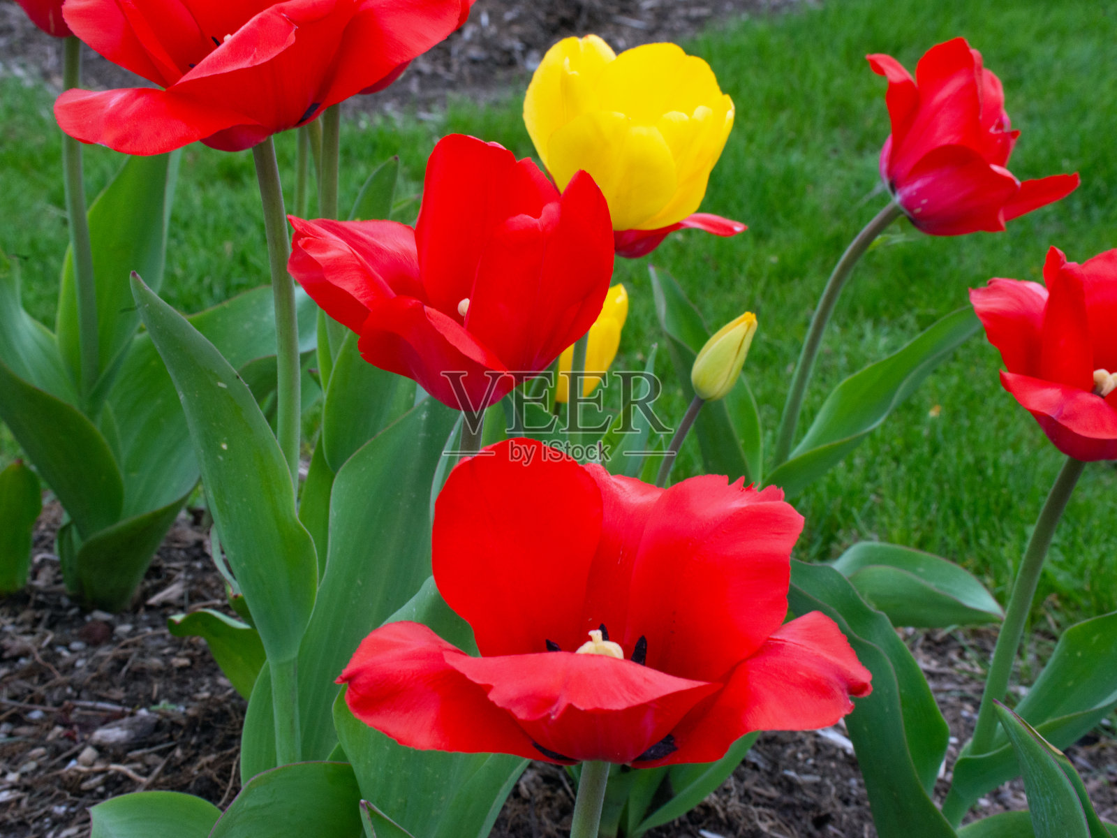 美丽的春天郁金香-霍华德县，印第安纳州照片摄影图片