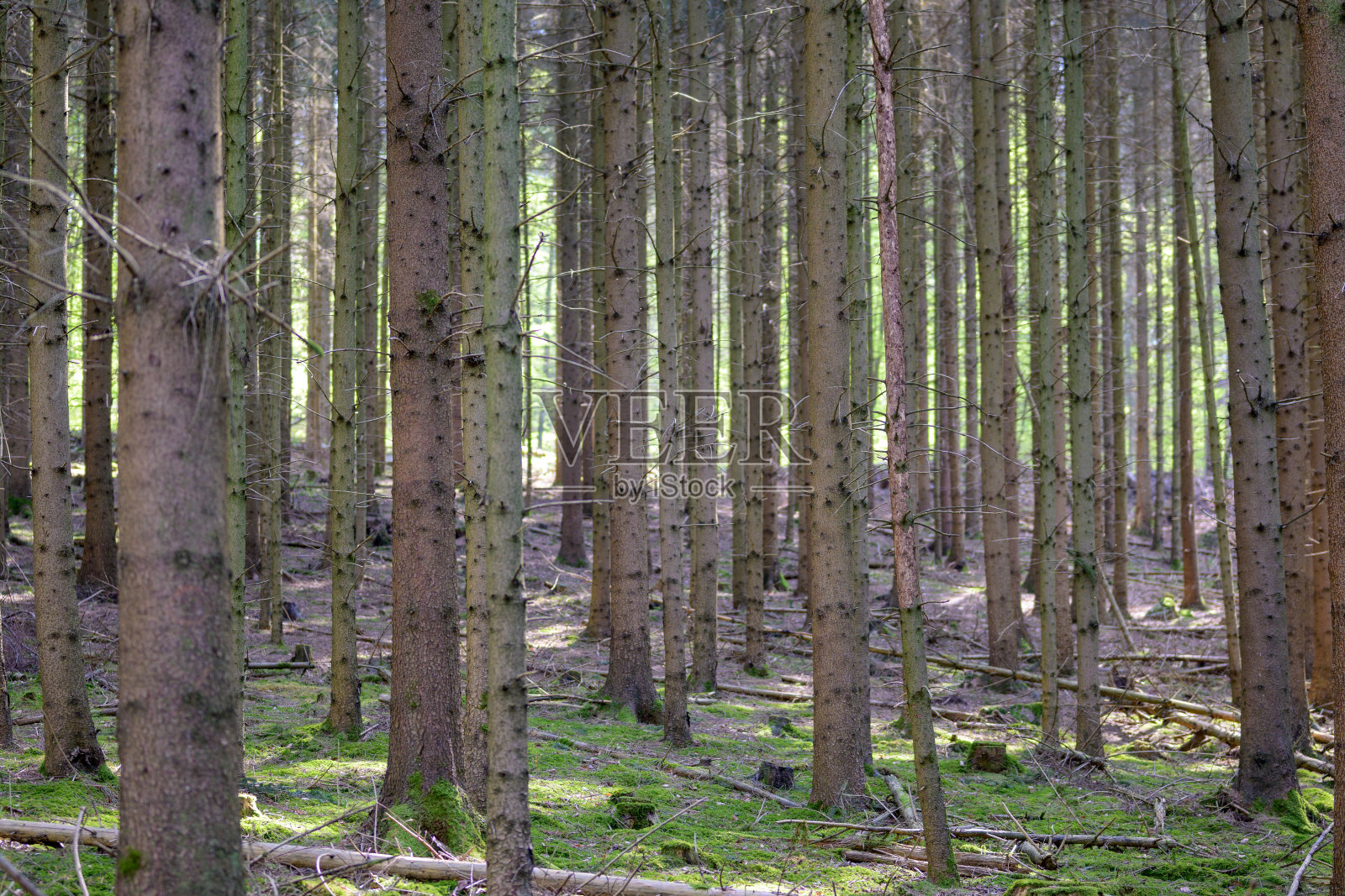 森林里的树木没有针叶照片摄影图片