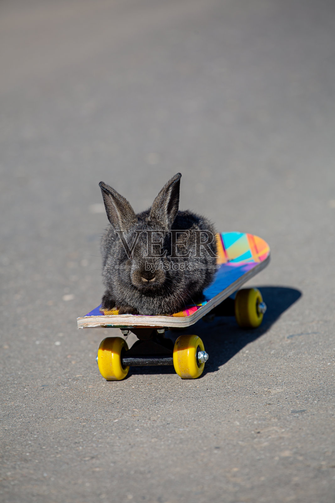 小黑兔在玩滑板照片摄影图片