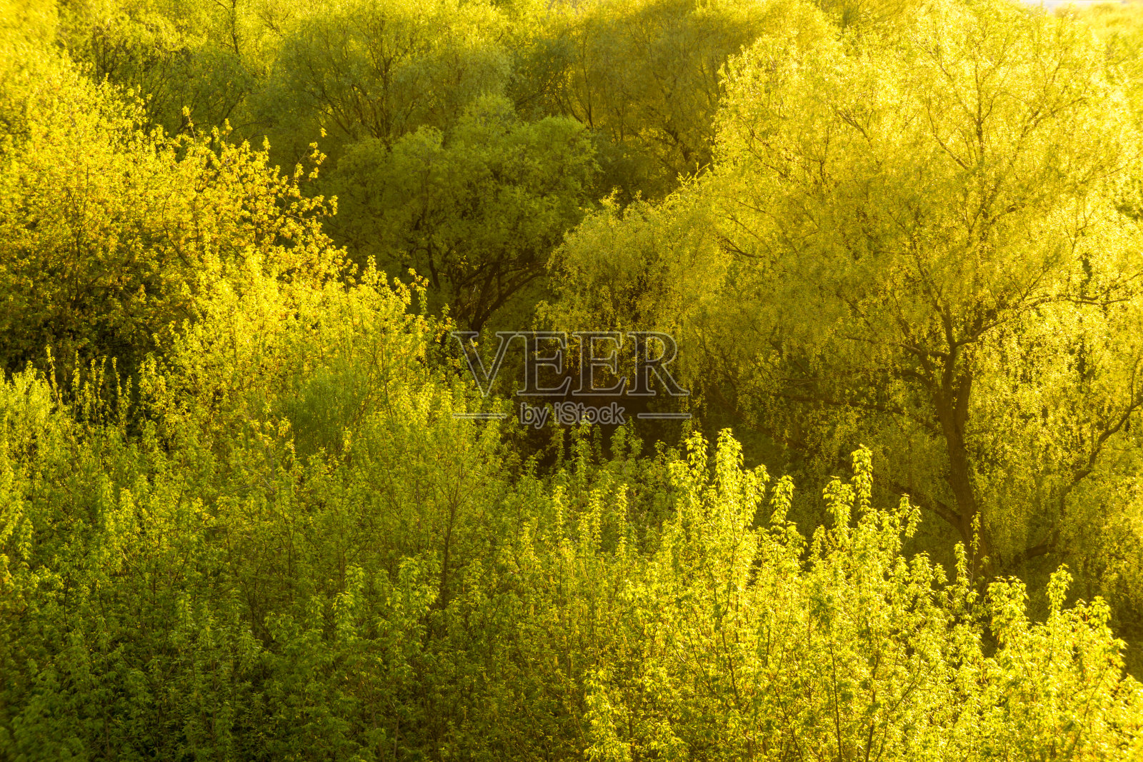 树冠公园的景色照片摄影图片