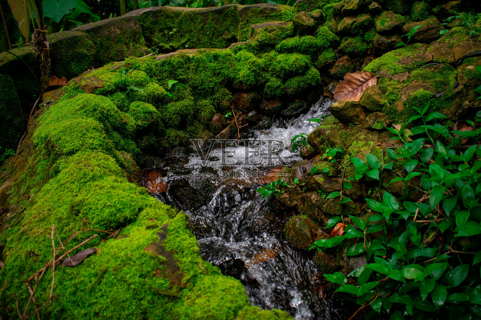 小瀑布被岩石和丰富的苔藓包围照片摄影图片