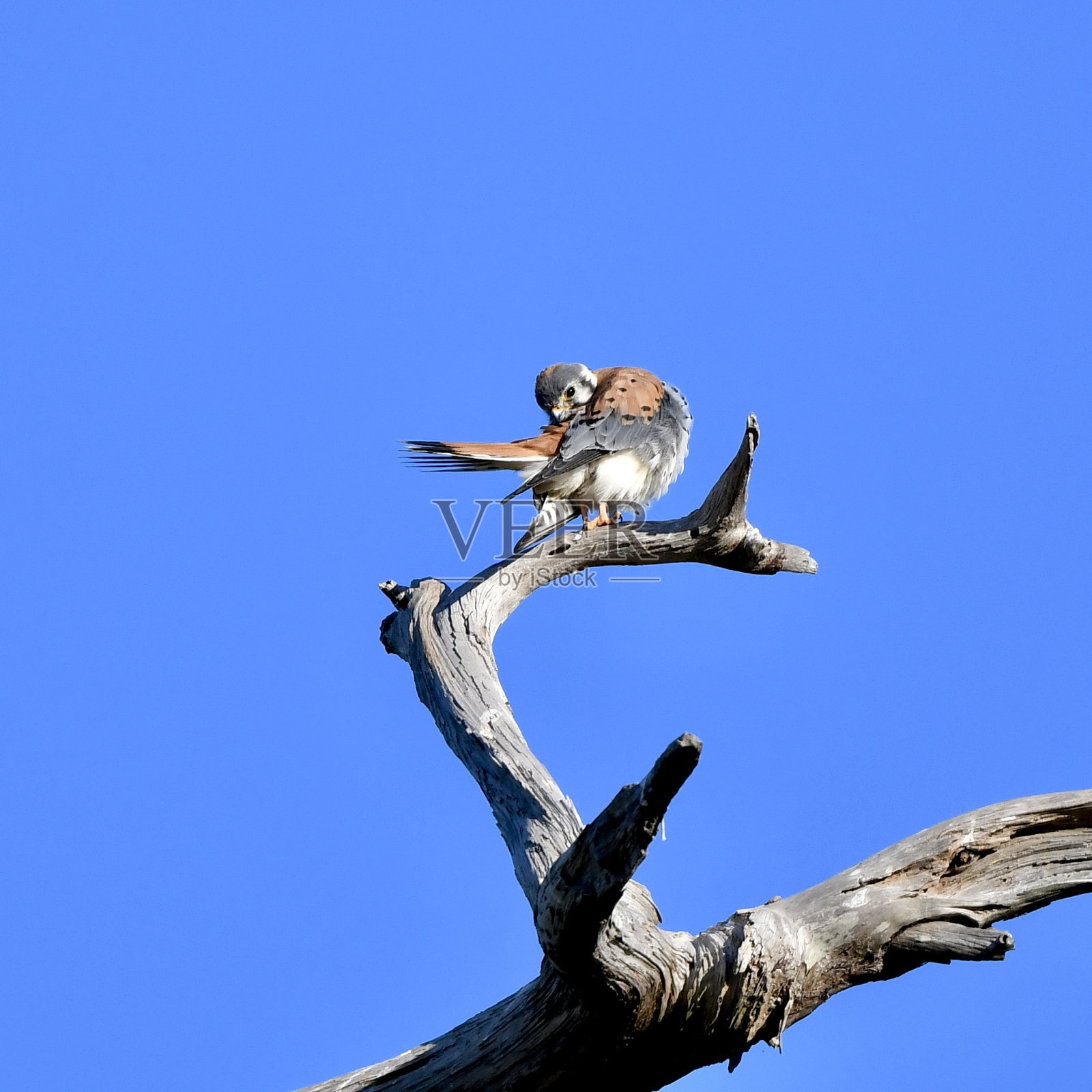美国红隼照片摄影图片