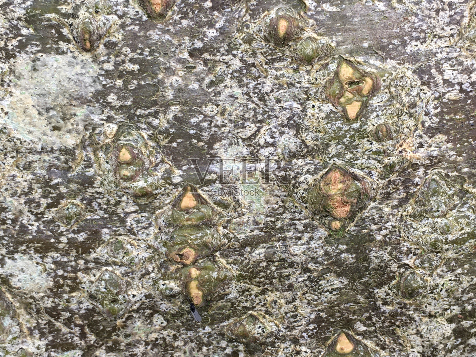 金链(金链)-树皮/树干照片摄影图片