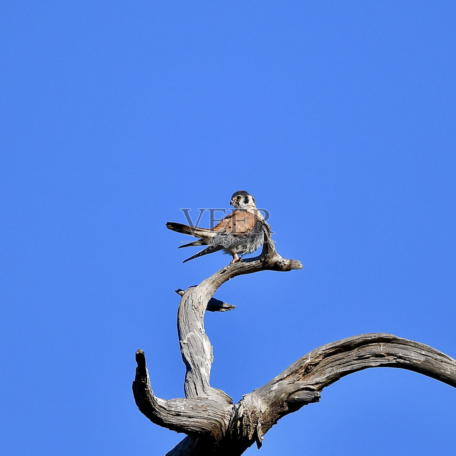 美国红隼照片摄影图片