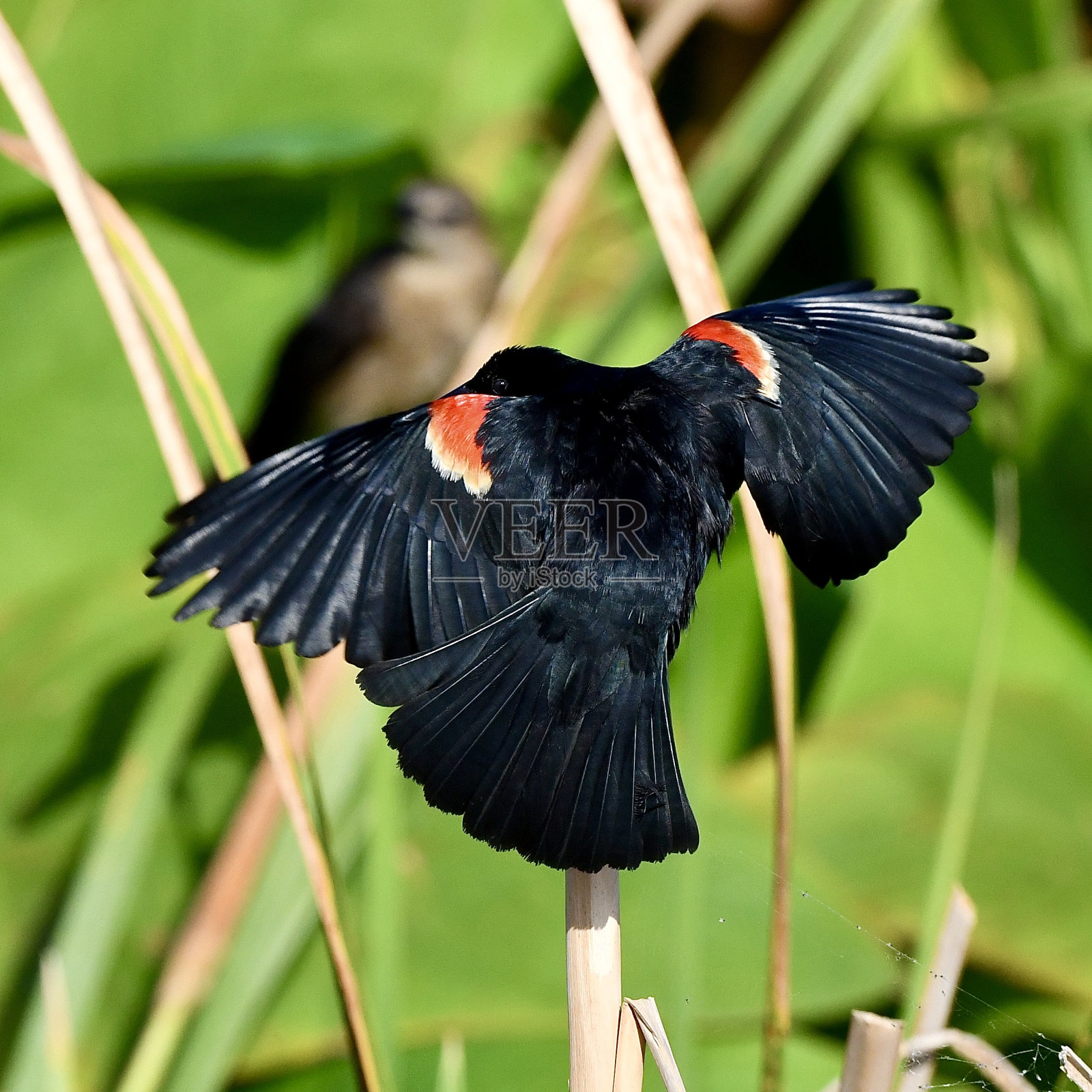 红翼鸫黑鸟照片摄影图片