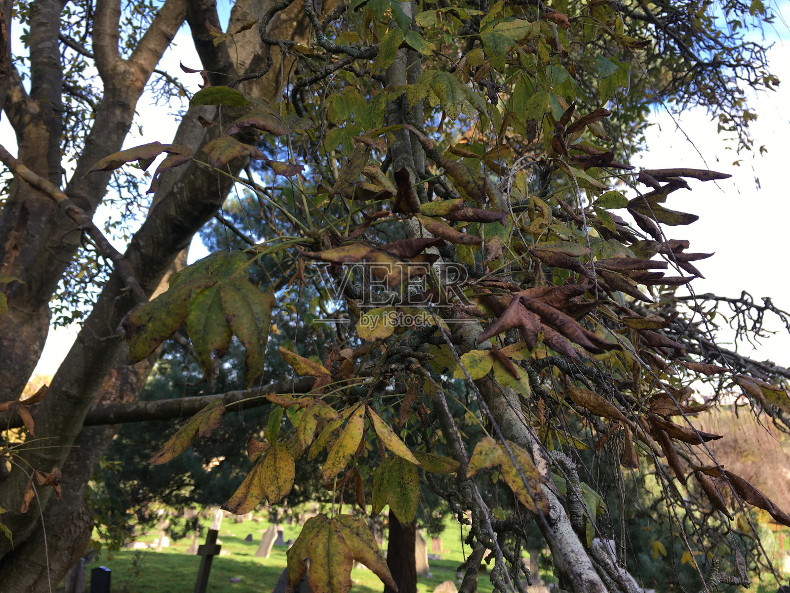 金链(金链)-树干，树枝，叶子和心皮照片摄影图片