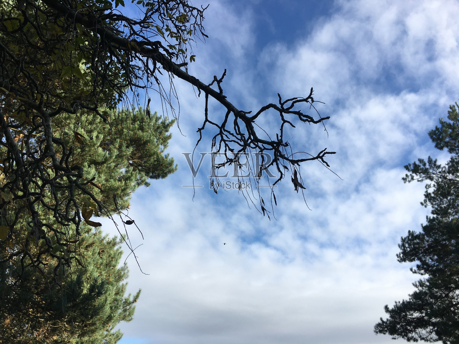 金链(金链)-树枝，细枝和心皮照片摄影图片