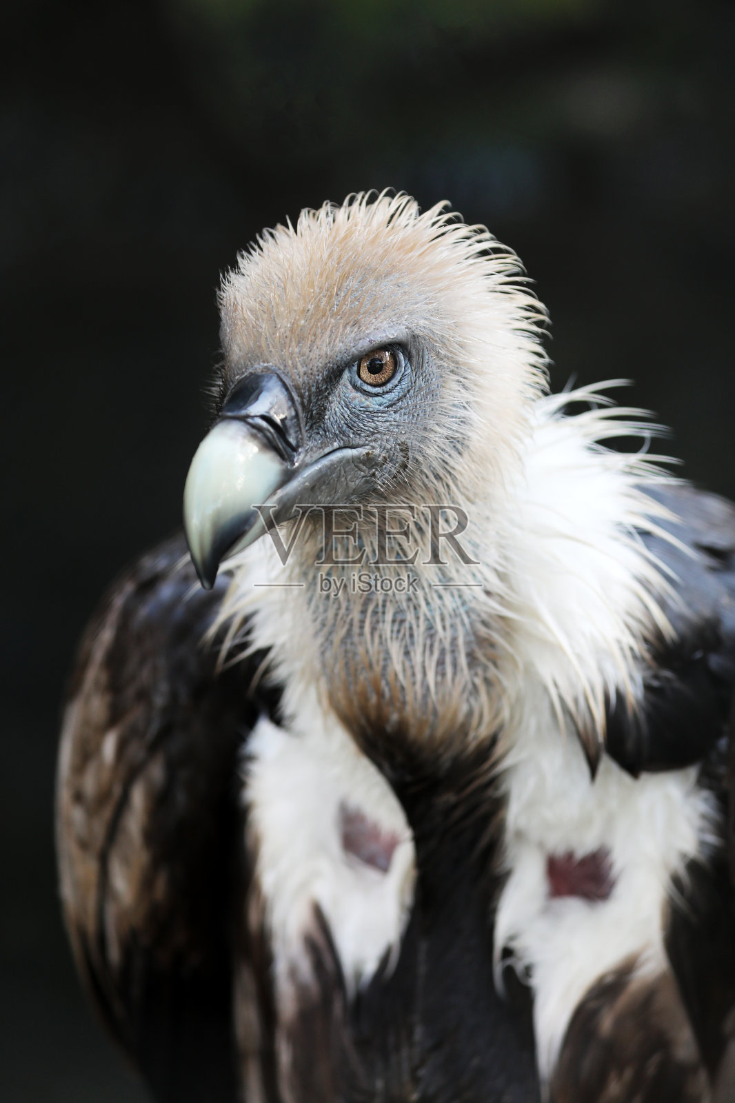 秃鹰(Gyps fulvus)照片摄影图片