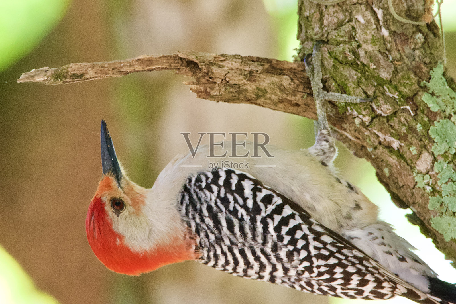 红色的大肚子的啄木鸟照片摄影图片