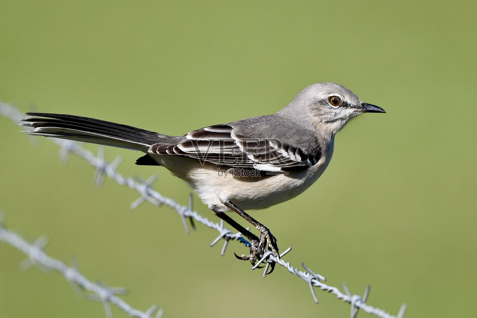 北部只知更鸟》照片摄影图片
