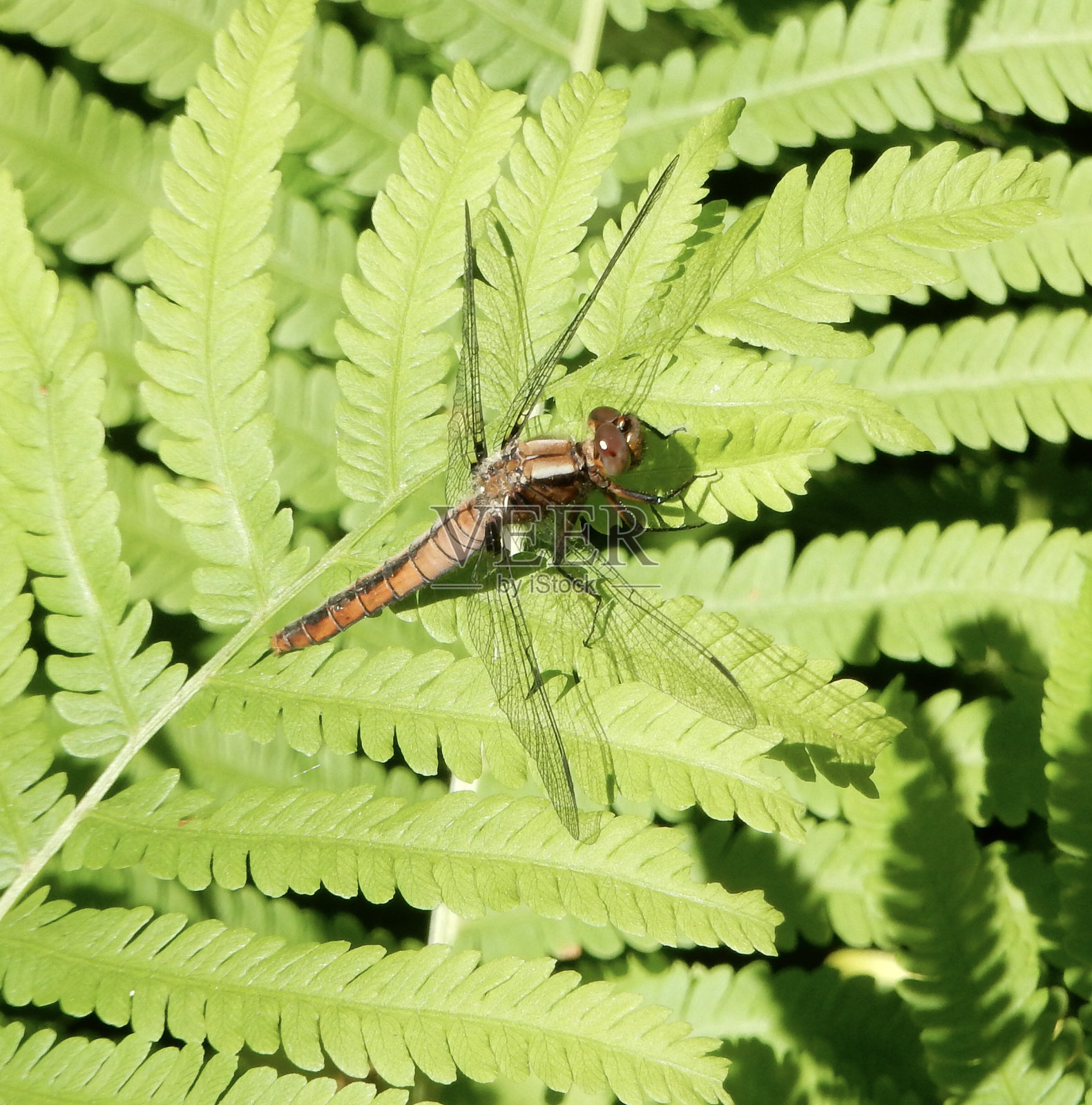 蕨类植物上的蜻蜓照片摄影图片