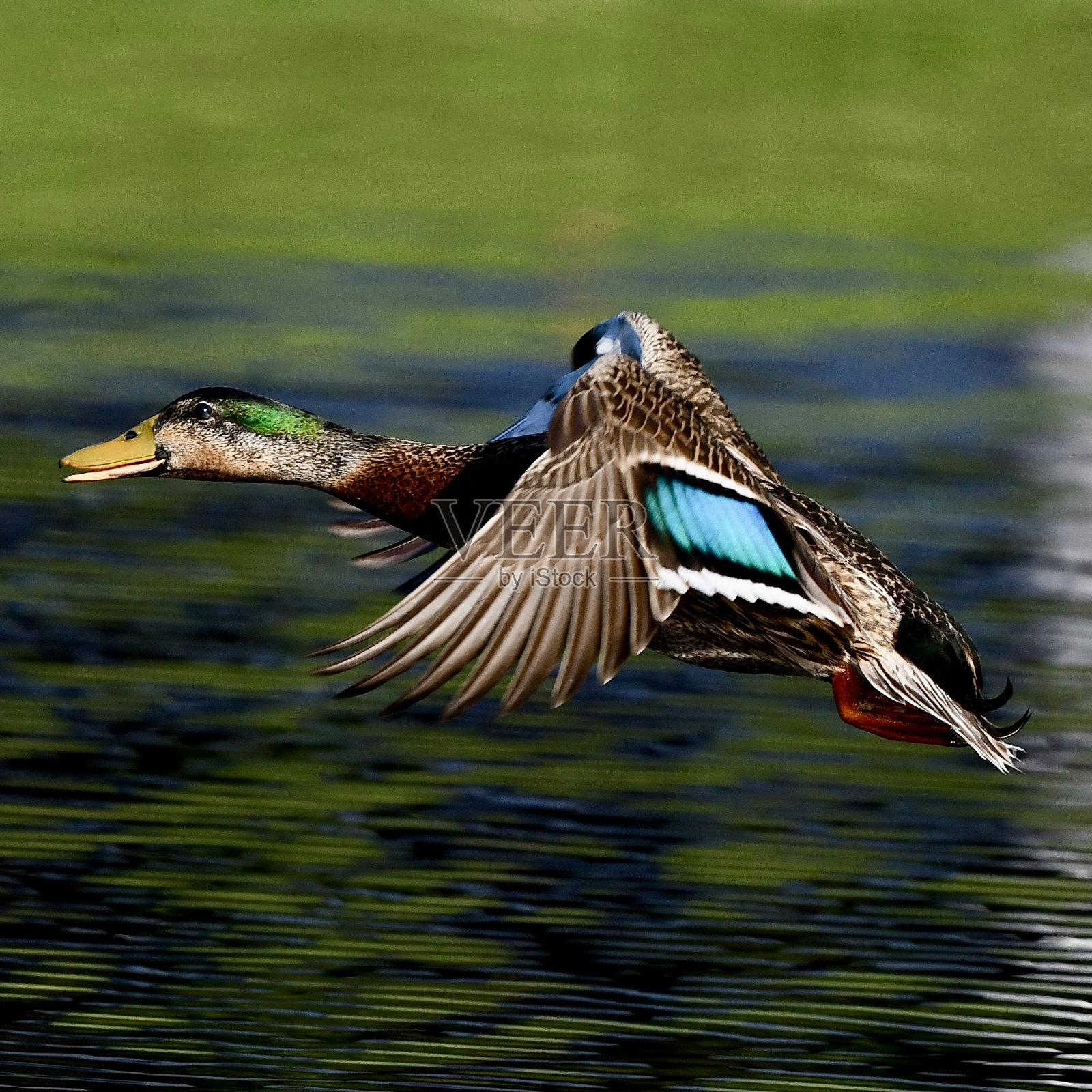 野鸭起飞照片摄影图片