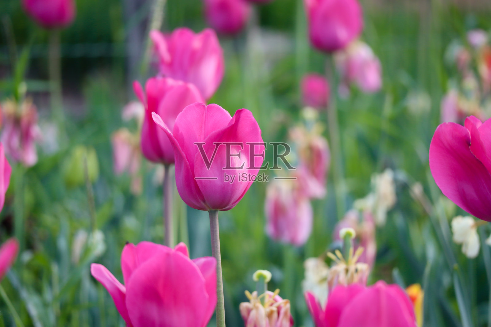 盛开的花束彩色充满活力的粉红-紫色郁金香的特写照片摄影图片