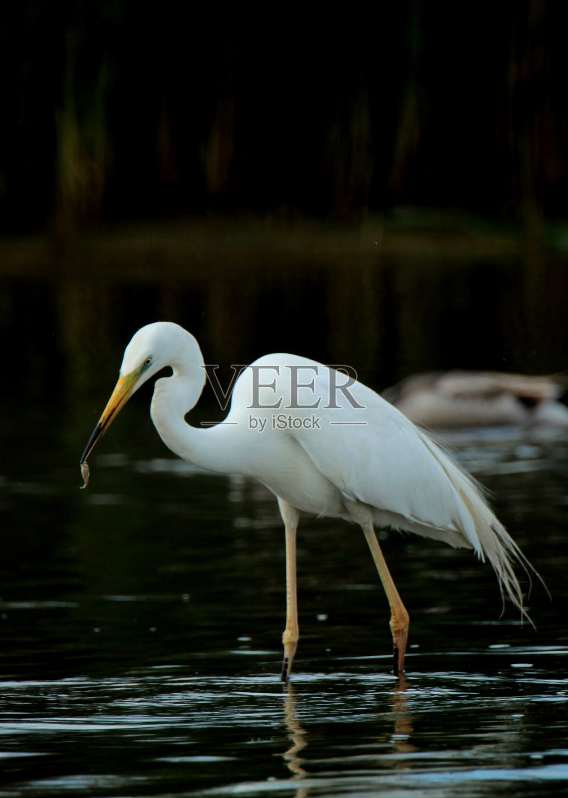 白鹭狩猎照片摄影图片