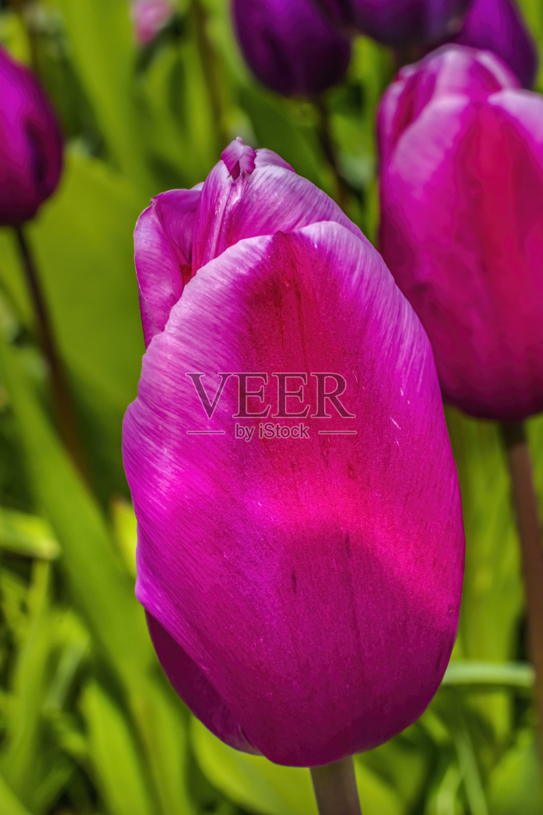 粉红色白色达尔文郁金香盛开宏照片摄影图片