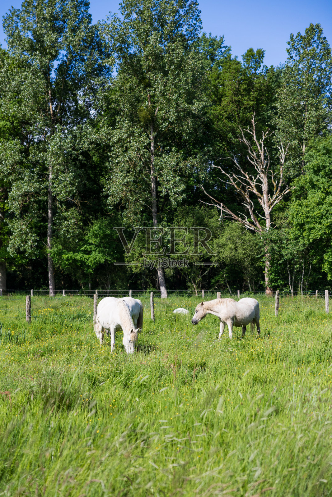 白马在牧场Hazé大沼泽在布里乌兹照片摄影图片