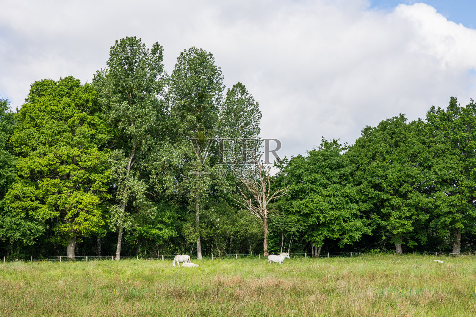 白马在牧场Hazé大沼泽在布里乌兹照片摄影图片