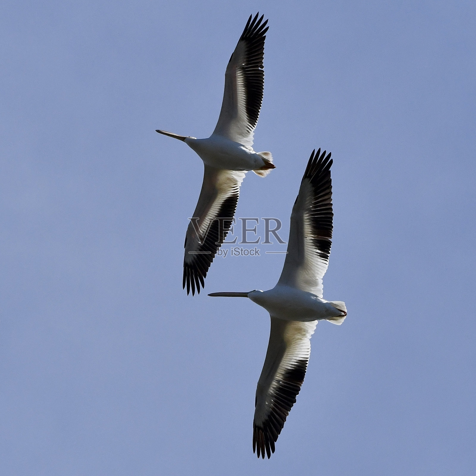 鹈鹕照片摄影图片