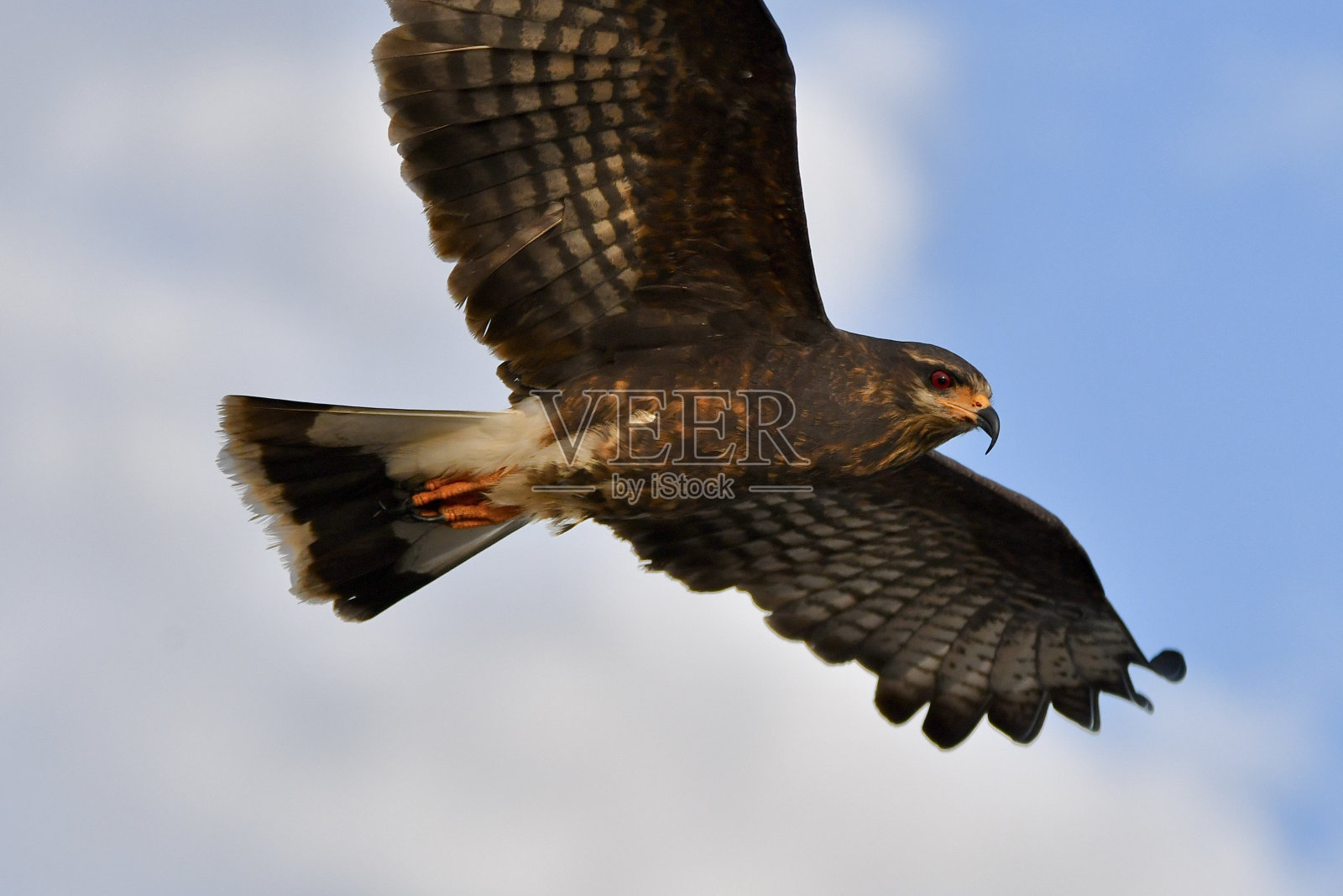 蜗牛的风筝照片摄影图片